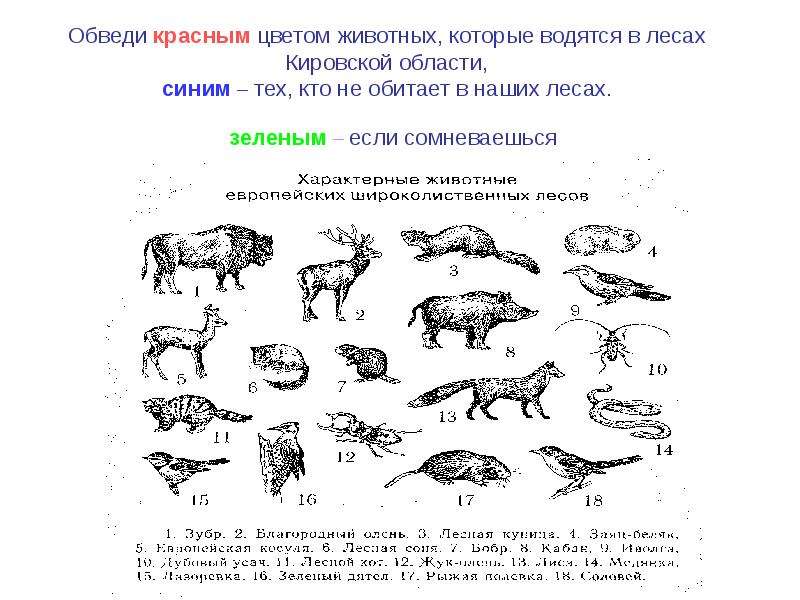 Животные красной книги кировской. Из красного книги животных Кировской области. Животные обитающие в Кировской области. Животные и растения красной книги. Животное обитающее в Кировской области.