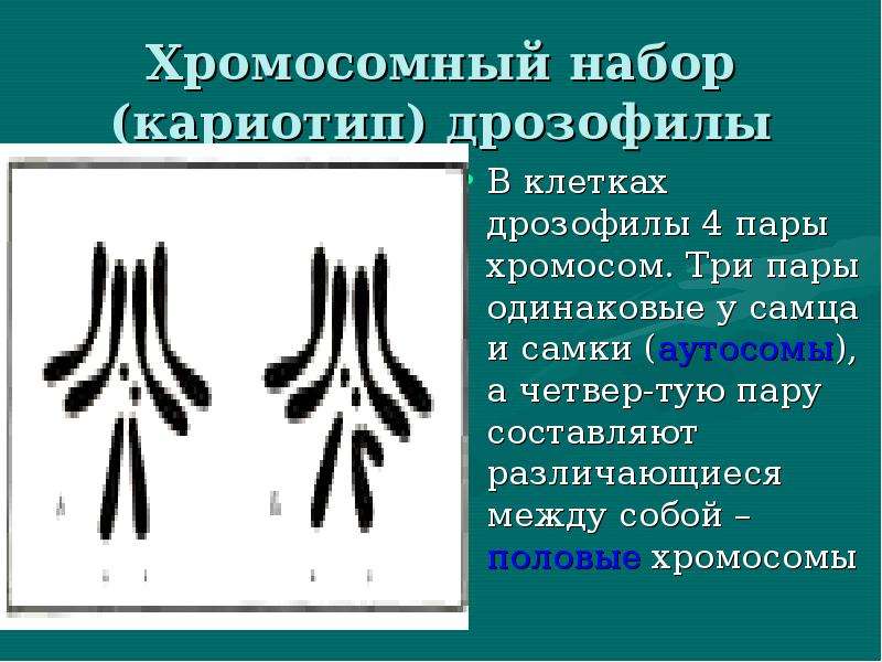 В соматической клетке дрозофилы 8 хромосом. Кариотип дрозофилы. Кариотип мушки дрозофилы. Кариотип плодовой мушки. Хромосомный набор дрозофилы.