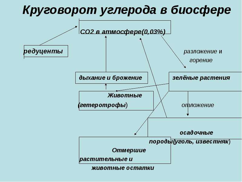 Круговорот углерода в биосфере. Схема круговорота углерода в биосфере 10 класс. Биосферный цикл углерода. 2. Круговорот углерода в биосфере. Полный круговорот углерода.