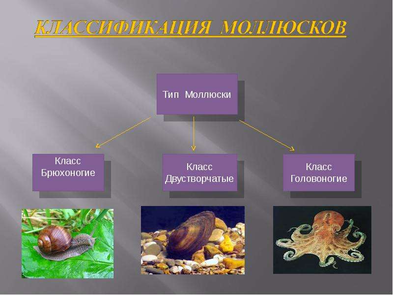 Таблица брюхоногие двустворчатые головоногие 7 класс. Двустворчатые и головоногие моллюски. Брюхоногие двустворчатые головоногие. Тип моллюски класс брюхоногие моллюски. Органы чувств брюхоногих двустворчатых и головоногих моллюсков.