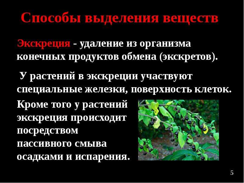 Какое вещество выделяет. Выделение у растений. Выделение у растений и животных. Выделение веществ у растений. Выделение у растений 6 класс.