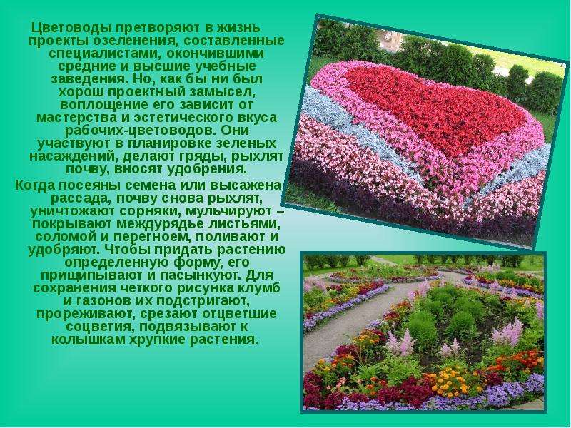 Урок биологии растения города декоративное цветоводство