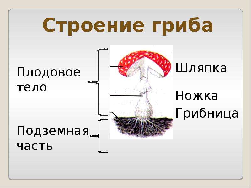 Презентация про грибы 7 класс биология