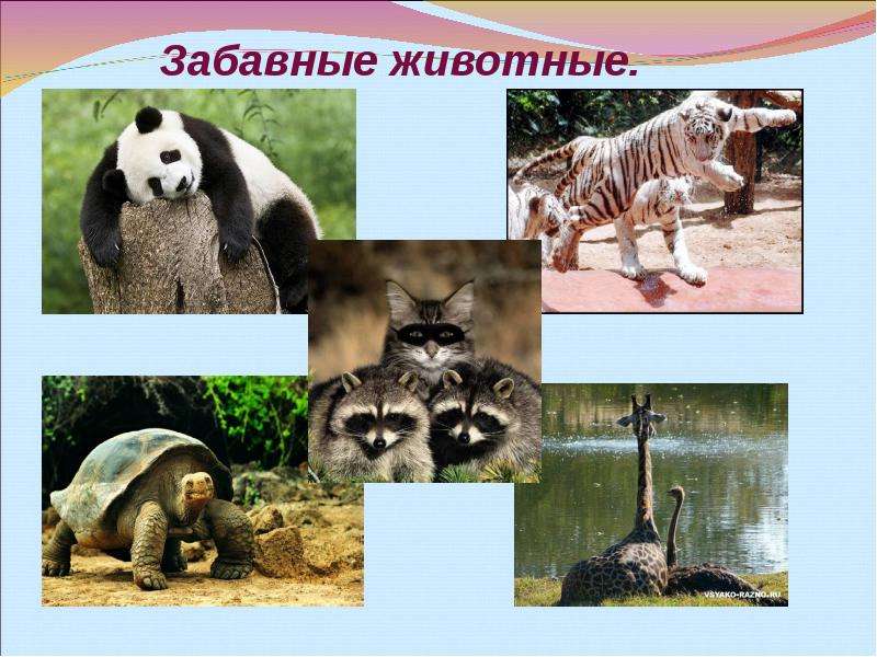 Зоопарк 1 час. Животные зоопарка для презентации. Зоопарк презентация. Московский зоопарк проект. Проект зоопарк 3 класс.