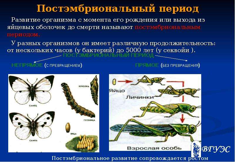 Рассмотрите внимательно схемы постэмбрионального развития животных назовите типы их развития