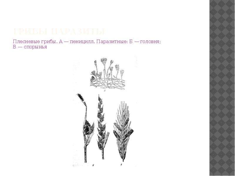 Грибы паразиты рисунок