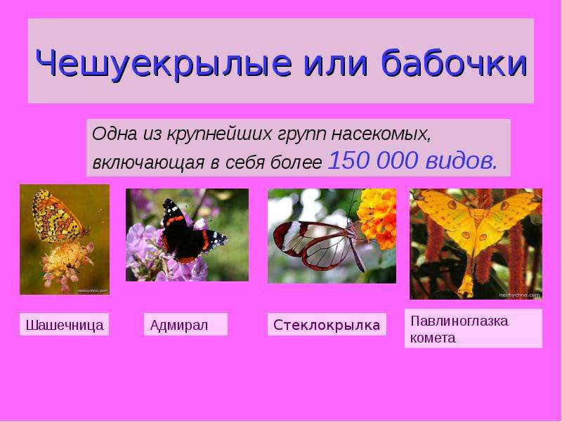 6 групп насекомых. Бабочки или чешуекрылые. Чешуекрылые представители. Систематика чешуекрылых бабочек. Чешуекрылые бабочки представители.