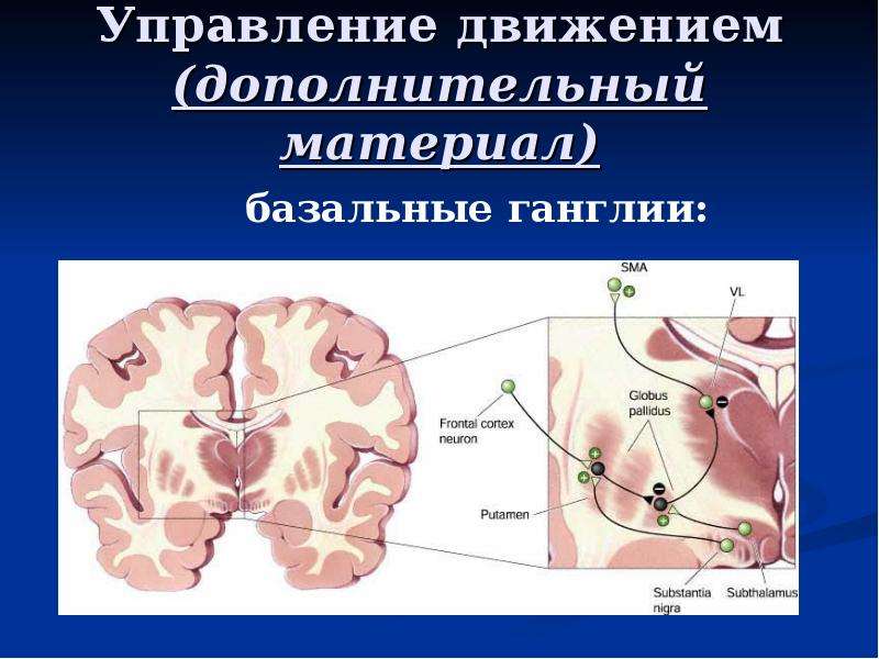 Без дополнительных движений. Базальные ганглии физиология. Управление движениями физиология. Базальные ганглии и управление движениями. Физиологический центр.