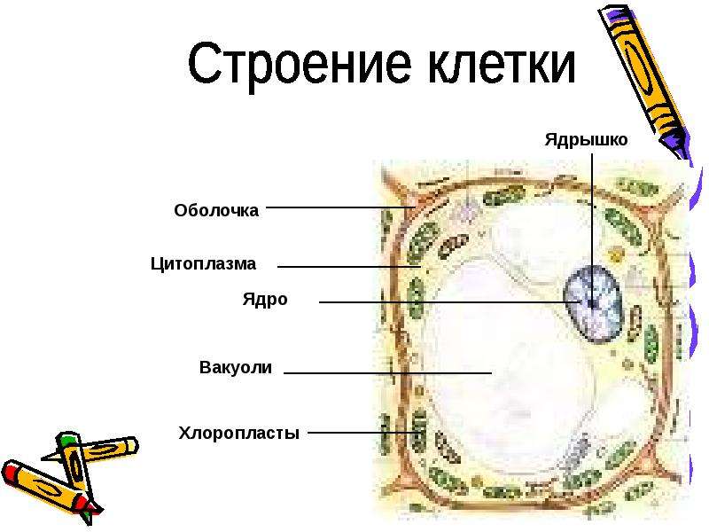 Строение растительной клетки презентация 6 кл