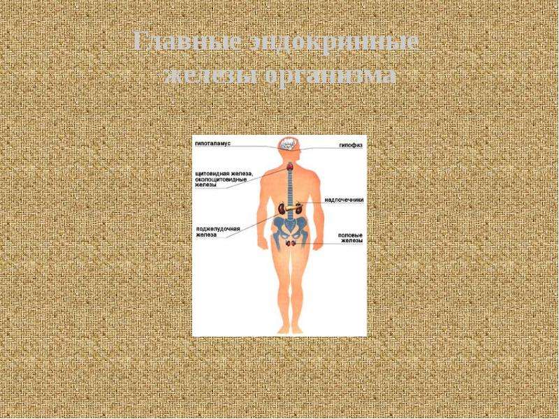 На рисунке схематично изображено гуморальное влияние гипофиза на функционирование щитовидной железы