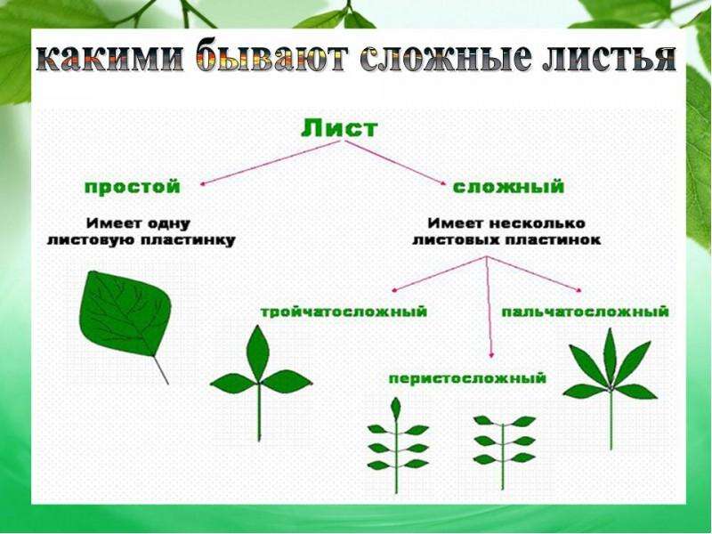 Проект по биологии на тему лист 6 класс