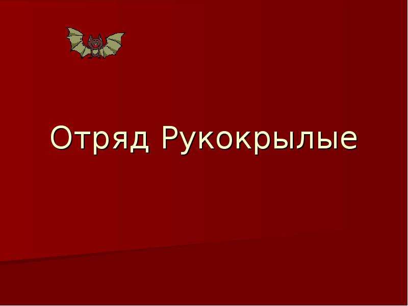 Отряд рукокрылые презентация