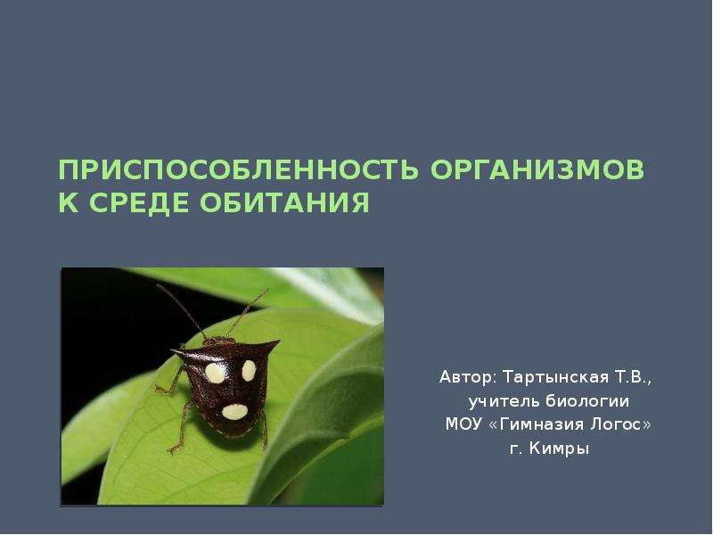 Приспособленность организмов к среде. Приспособленность крысы к среде обитания. Подорожник приспособленность к среде обитания. Приспособленность организмов к среде обитания вечерница рыжая. Приспособленность хлорофитум к среде обитания.