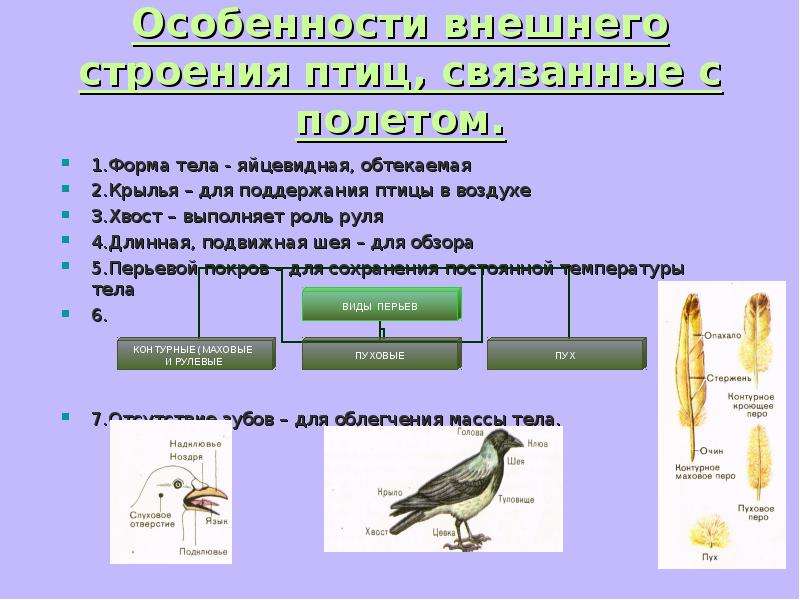 Особенности внешнего строения птиц биология 7 класс