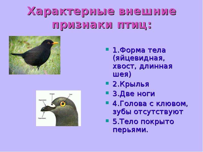 Класс птиц называют. Отличительные признаки птиц. Основные признаки птиц 1 класс. Отличительные признаки птиц 2 класс. Характерные признаки типичных птиц.