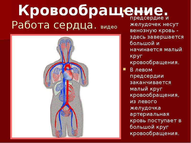 Малый круг заканчивается. Большой круг кровообращения желудочек и предсердие. Малый круг кровообращения заканчивается. Большой круг кровообращения заканчивается. Левый желудочек круг кровообращения.