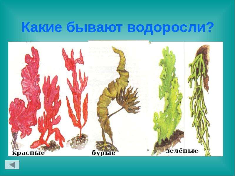 Подпишите названия водорослей изображенных на рисунке