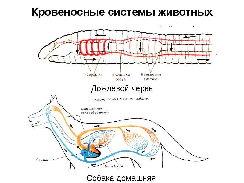 Кровеносные системы животных Дождевой червь