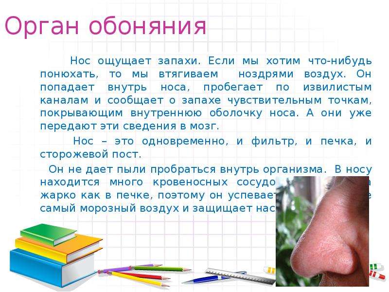 Факты о работе органов чувств. Органы чувств нос. Органы чувств нос орган обоняния. Доклад орган чувств нос.