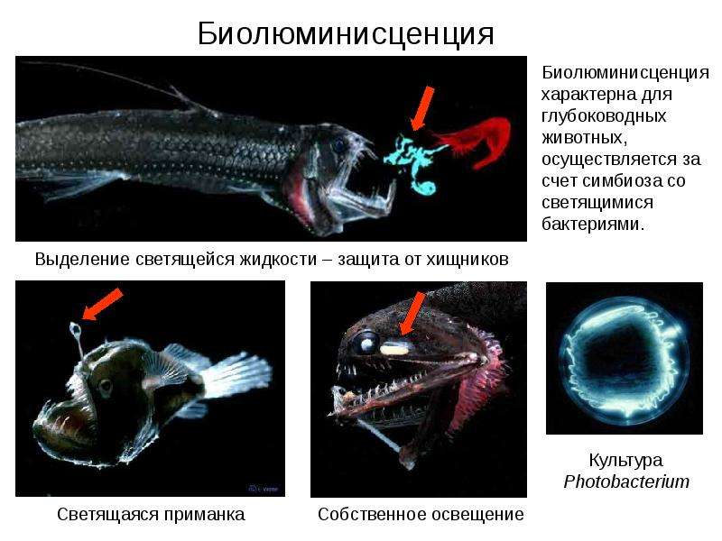 Проект живые чудовища многообразие глубоководных живых организмов проект