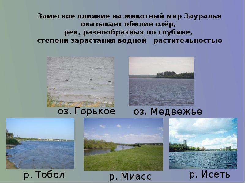 Заметное влияние. Разнообразие природы Курганской области. Растительный мир водоемов Курганской области. Проект наш край Курганская область. Проект разнообразие природы Курганской области.