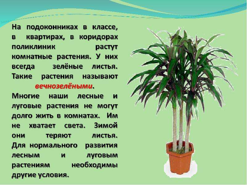 Сообщение домашний. Рассказ о домашних цветах. Комнатные растения в классе. Проект о комнатных цветах. Что растетет на подоконнике.