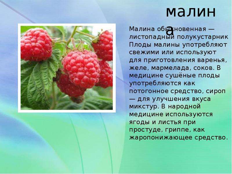 Малина описание. Малина обыкновенная полукустарник. Малина сообщение 2 класс. Описание о Малине. Рассказ о Малине.