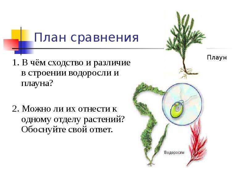 Сравнительная характеристика споровых растений