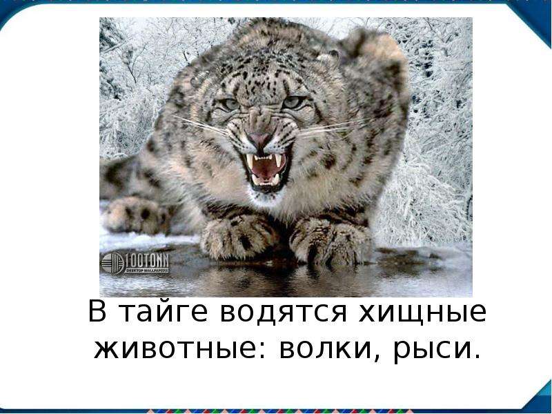 В тайге водятся хищные животные волки рыси медведи составить схему предложения