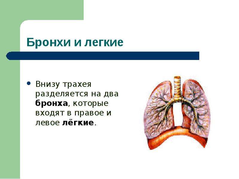 Презентация органы дыхания человека