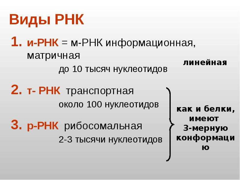 Строение днк и рнк кратко и понятно презентация