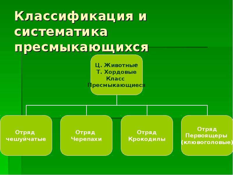 Классификация пресмыкающихся схема. Схема систематика пресмыкающихся. Класс пресмыкающиеся классификация. Классификация класса пресмыкающихся. Класс пресмыкающиеся систематика.