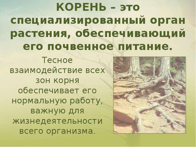 Корень это. Корень. Корень это специализированный орган почвенного питания. Орган растения обеспечивающий почвенное питание. Корни обеспечивают растениям.