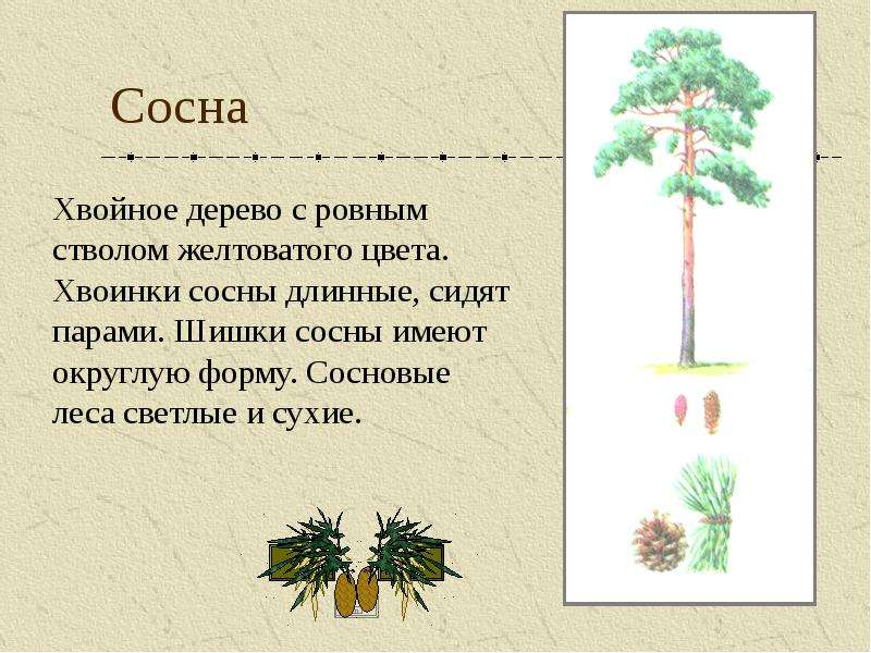 Презентация о сосне