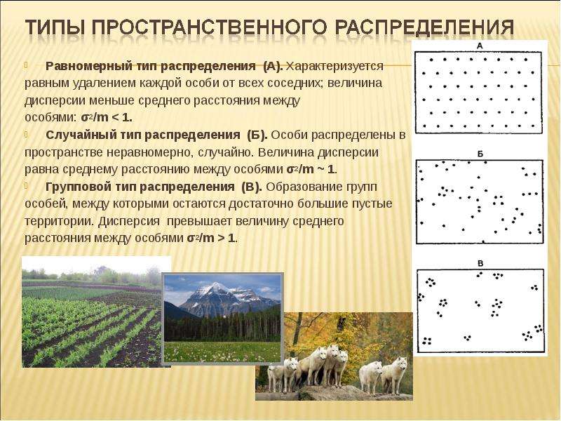 Тип пространственного распределения особей популяции представленный на рисунке характеризуется как