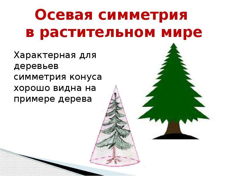 Симметрия ели. Ось симметрии конуса. Симметрия конуса у деревьев. Симметрия конуса у растений. Осевая симметрия конуса.