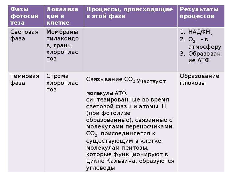 Сравнительная характеристика фаз фотосинтеза. Процессы и фазы фотосинтеза. Процессы фотосинтеза и хемосинтеза. Особенности процесса хемосинтеза. Сравнительная таблица процессов фотосинтеза и хемосинтеза.