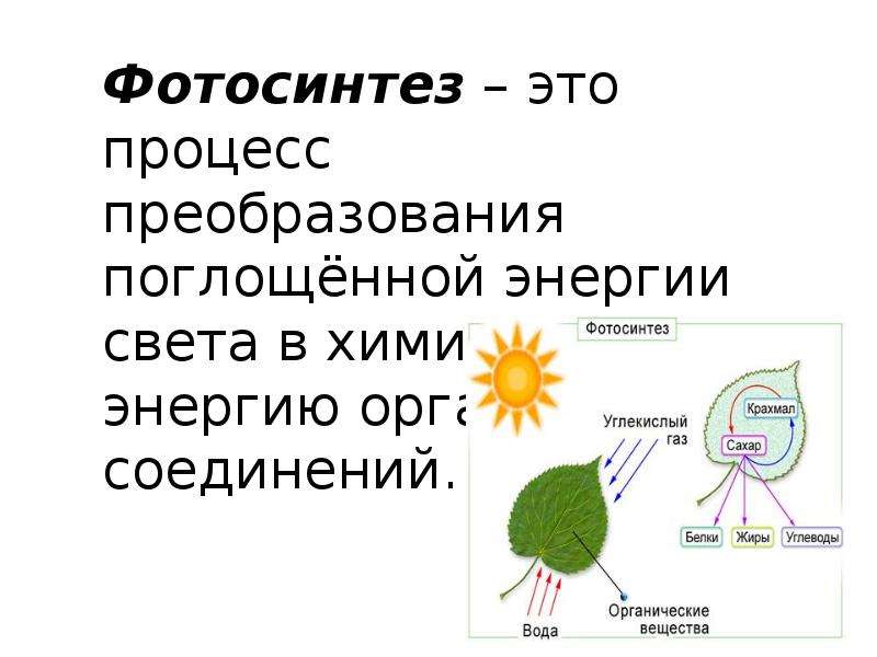 Фотосинтез простыми словами 5 класс. Питание схема фотосинтез. Процесс фотосинтеза цветковых растений. Схема фотосинтеза Рохлов. Хема рроцесса потосинтнза.