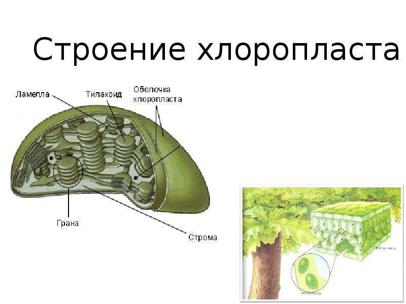 Фотосинтез и хемосинтез 10