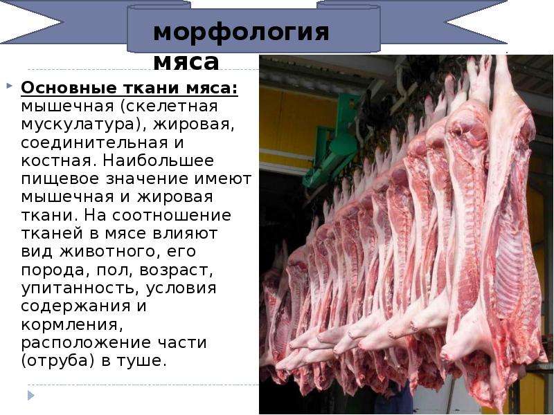 Ткани мяса. Морфологическое строение мяса говядины. Соединительная ткань состав мяса. Мясо для презентации.