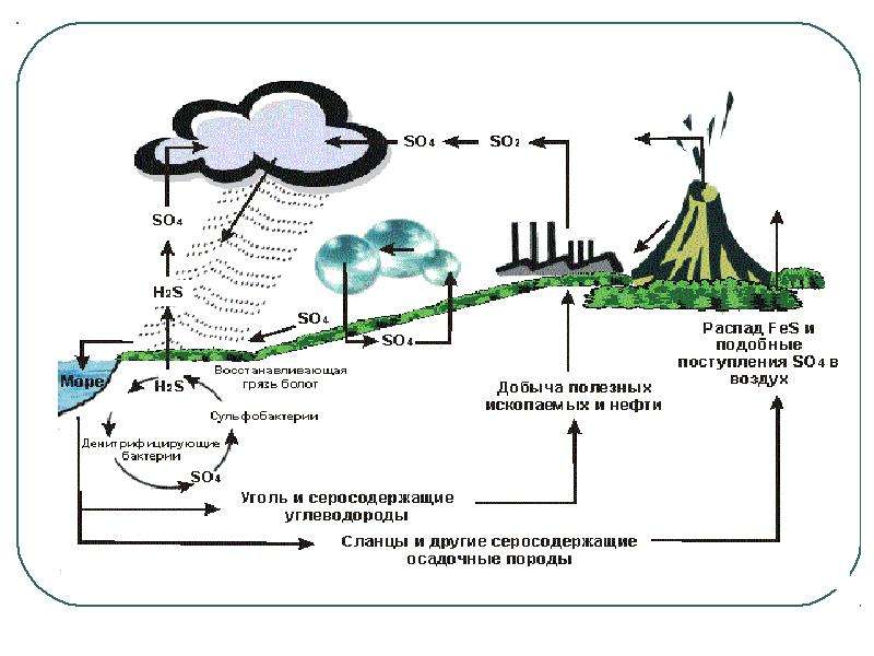 Схема круговорота серы в природе схема