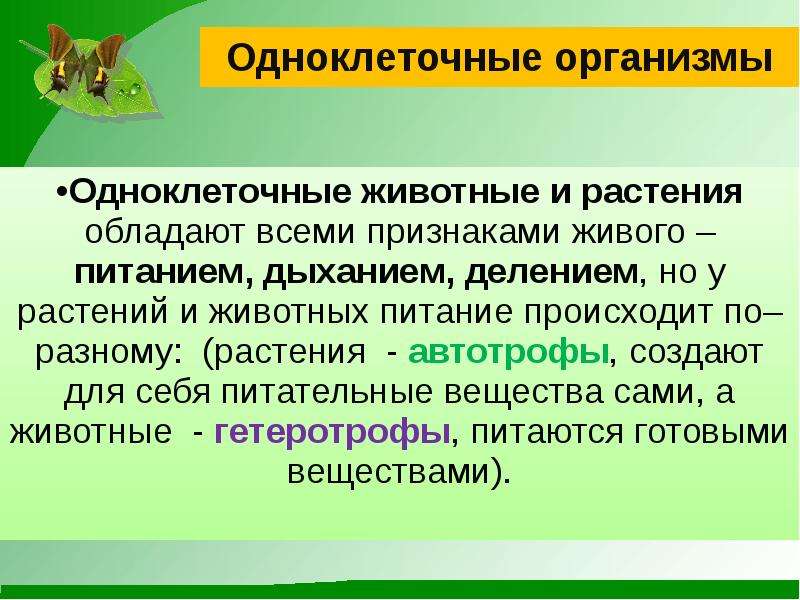 Презентация одноклеточные животные 5 класс