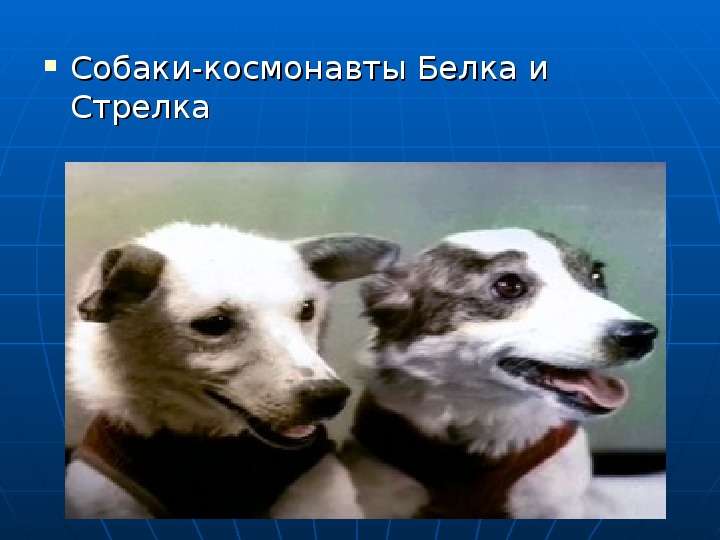 


Собаки-космонавты Белка и Стрелка
Собаки-космонавты Белка и Стрелка
