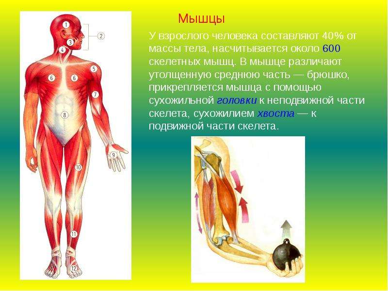 Человеческая составляющая. Масса мышц у взрослого человека составляет. Мышц в теле человека около. Прикрепление скелетных мышц. Масса скелетных мышц.
