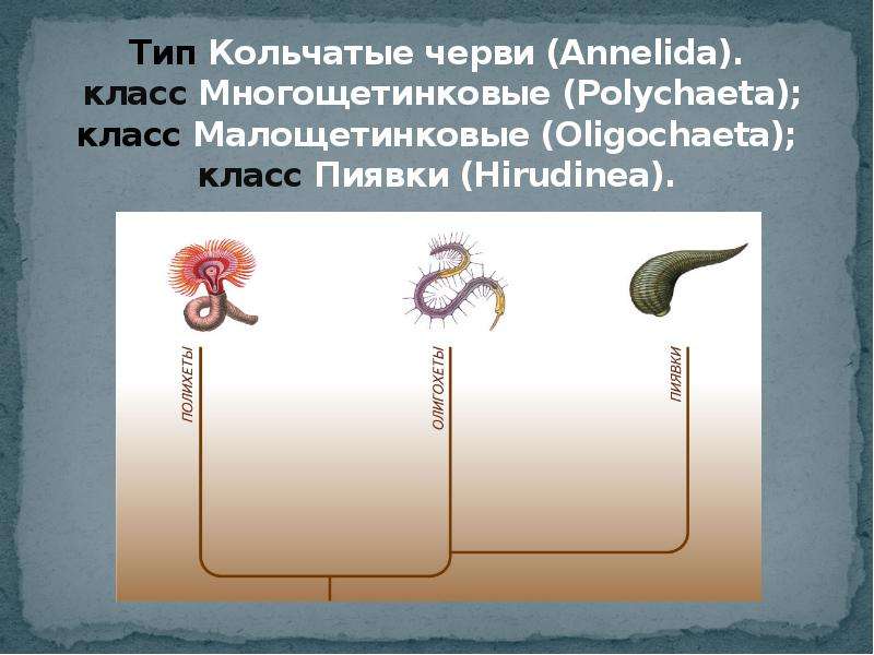 Презентация черви 7 класс биология