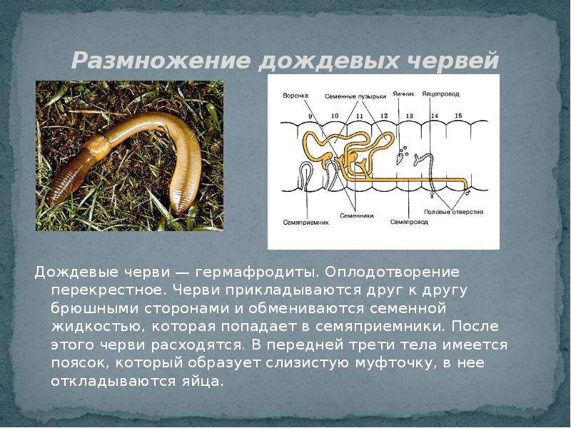 Размножение кольчатых червей картинка