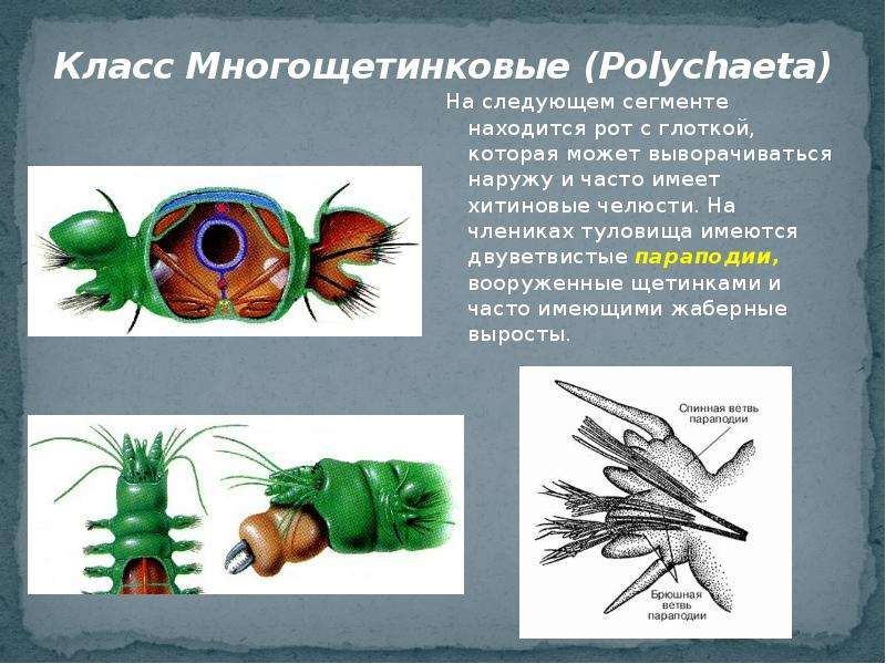 Параподии. Параподии многощетинковых. Многощетинковые черви параподии. Многощетинковые черви 7 класс. Двуветвистые параподии.