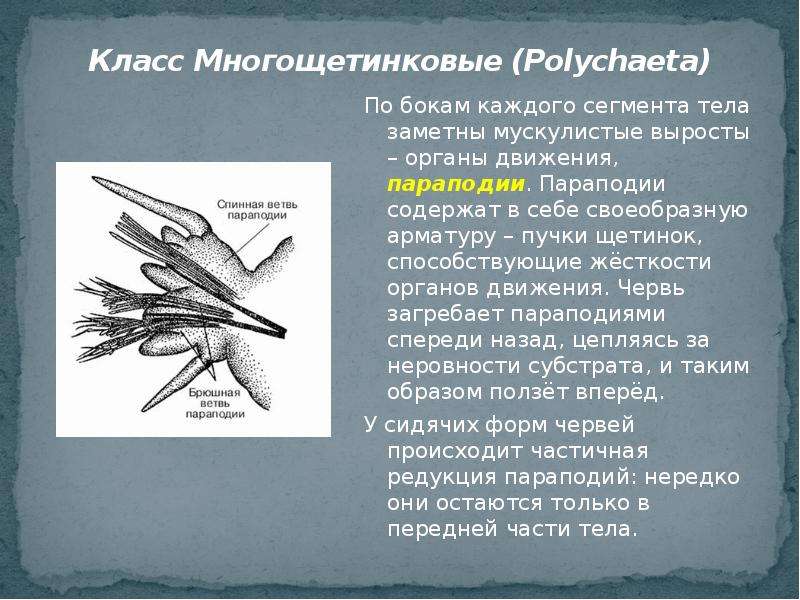 Параподии. Параподии многощетинковых. Параподии многощетинкового червя. Параподии у червя. Органы движения параподии.