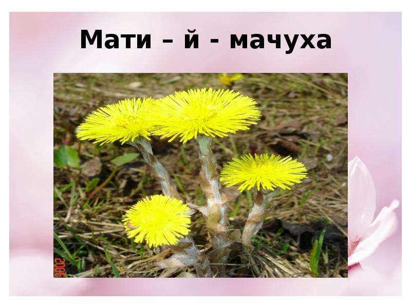 Рідна мачуха. Весняні квіти з назвами українська мова. Мати й