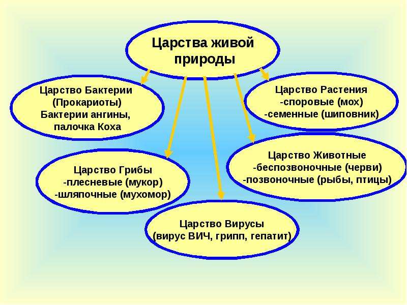 Современный мир живых организмов 7 класс презентация